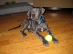 Lucy and tennis ball Lucy and tennis ball