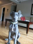 lucy lucy